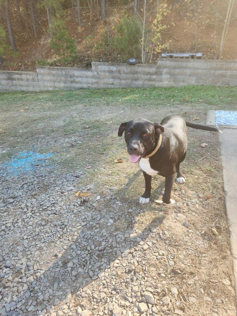 Bentley — thumbnail 3