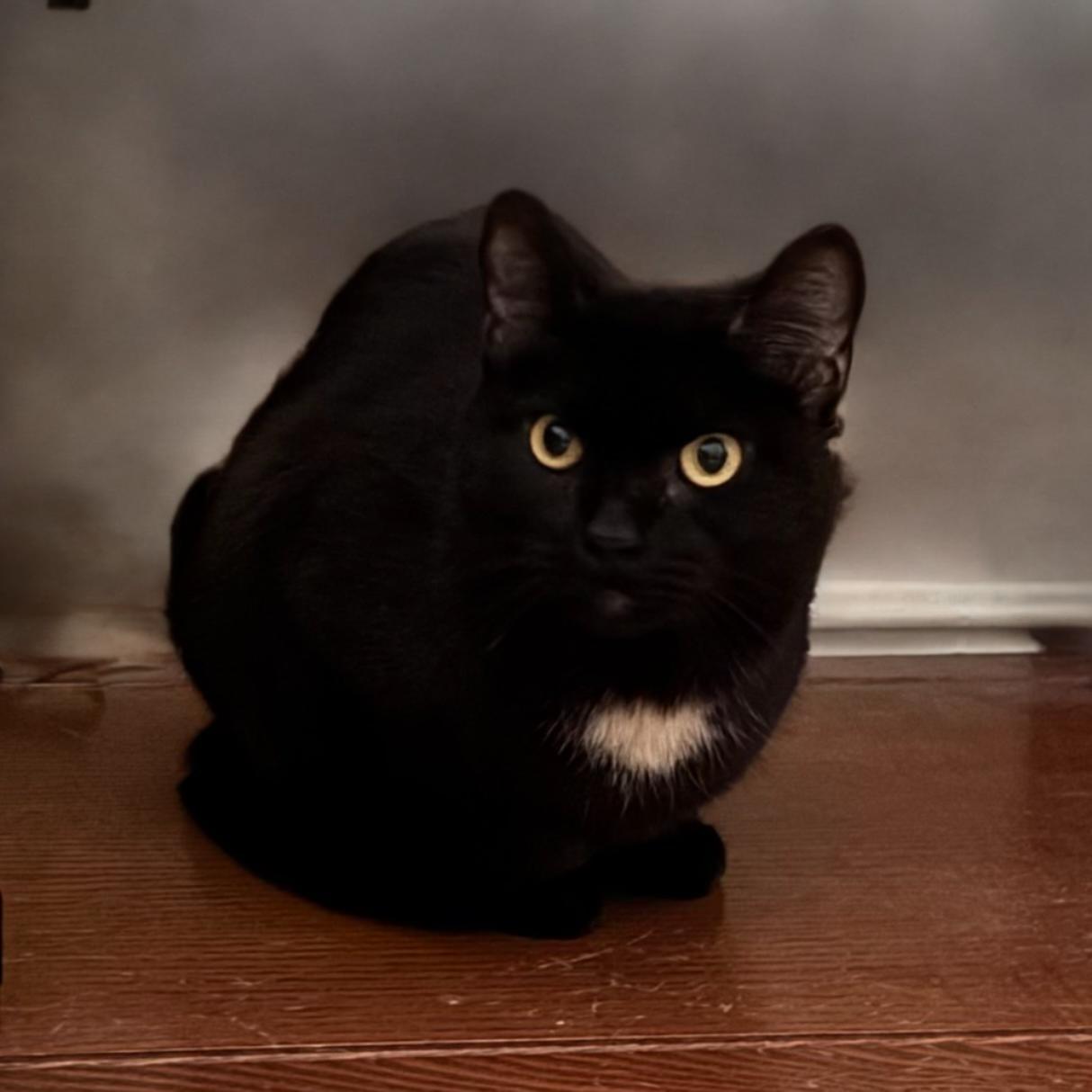 Sterling - One of a Kind, Adopted, Adult Male Domestic Short Hair.