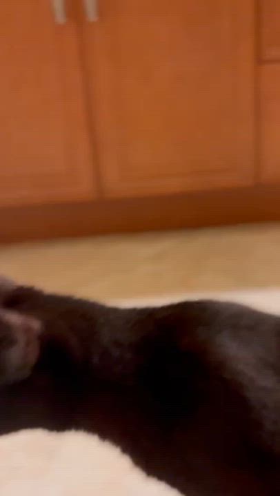 Enlarge Sterling - One of a Kind, a Adopted Domestic Short Hair in DeLand, FL video 5/6