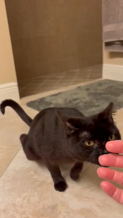 Enlarge Sterling - One of a Kind, a Adopted Domestic Short Hair in DeLand, FL video 6/6