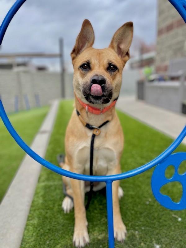 *Stephanie*, Adoptable, Adult Female Shiba Inu & Pit Bull Terrier.