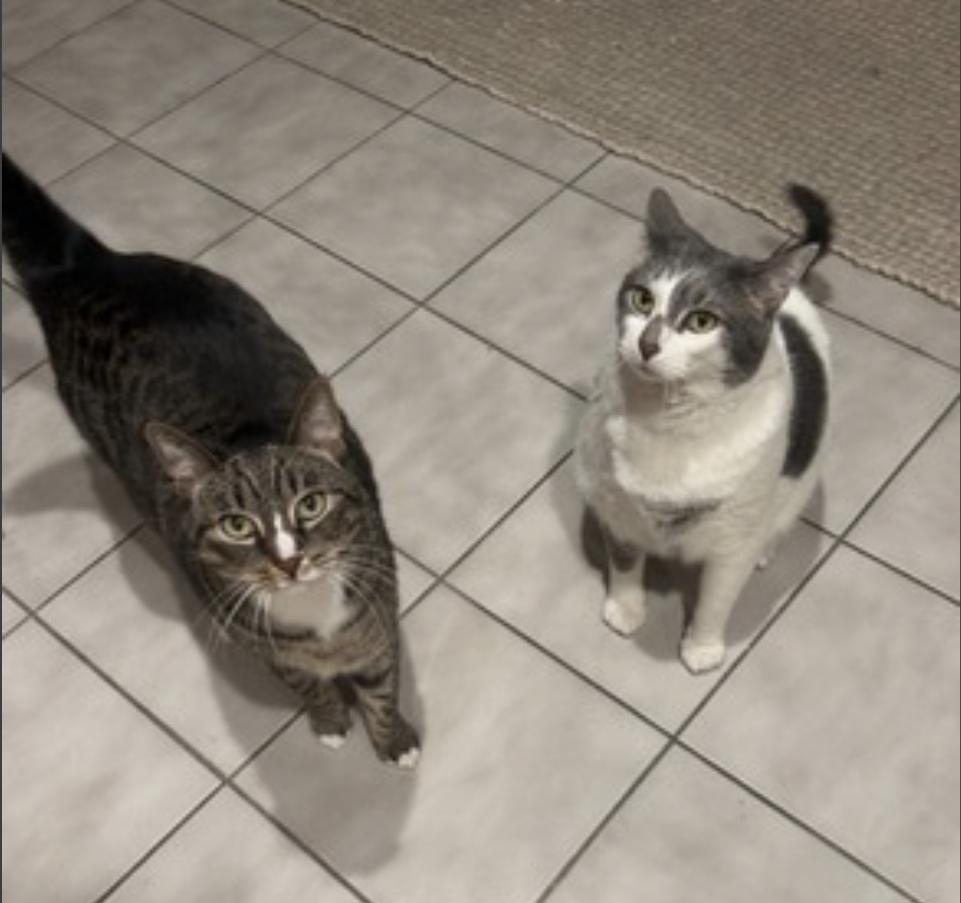 Enlarge Kittycat, a Adoptable Domestic Short Hair in Franklin Square, NY image 4/6