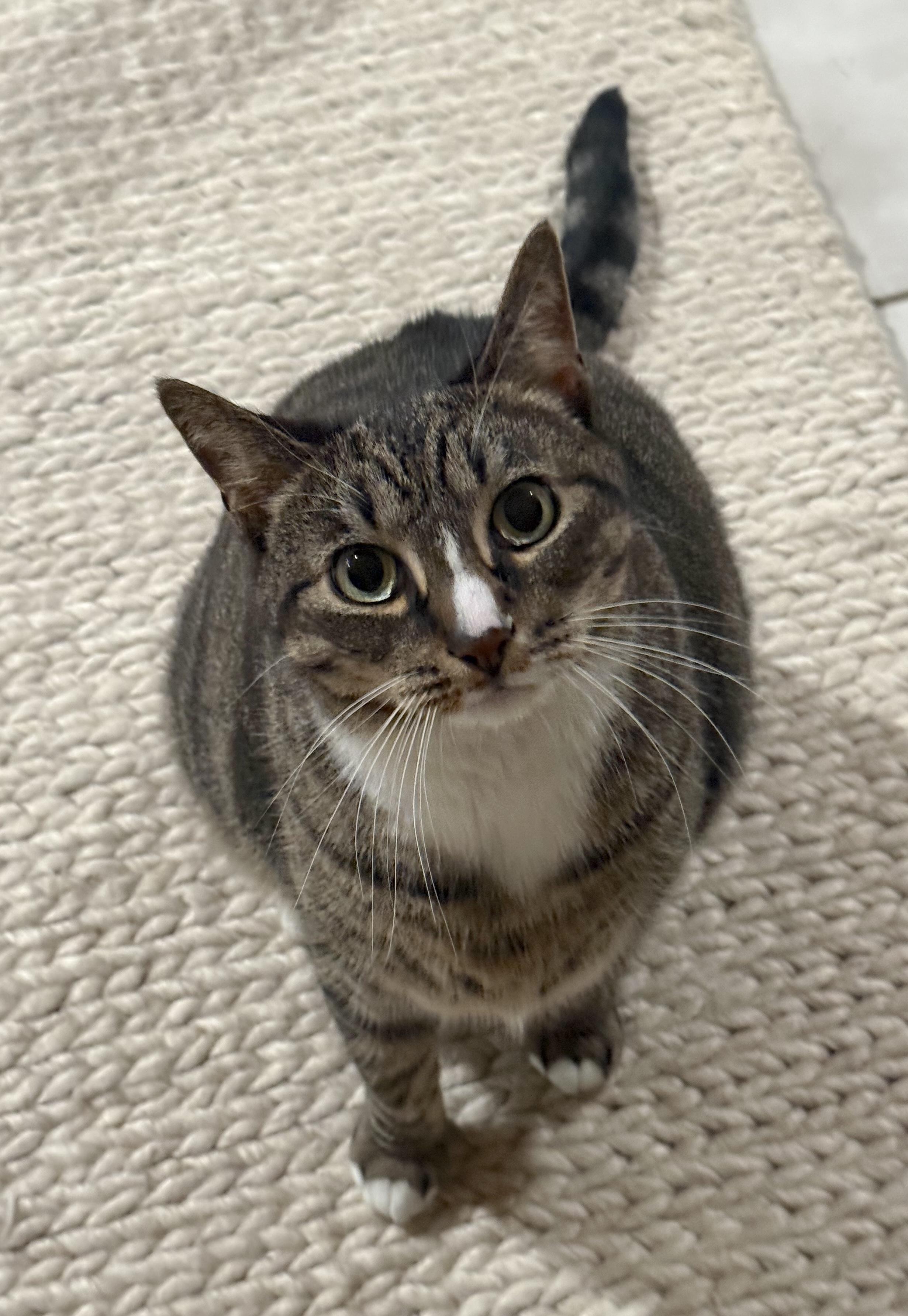 Enlarge Kittycat, a Adoptable Domestic Short Hair in Franklin Square, NY image 3/6
