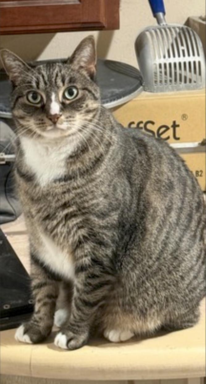Enlarge Kittycat, a Adoptable Domestic Short Hair in Franklin Square, NY image 5/6