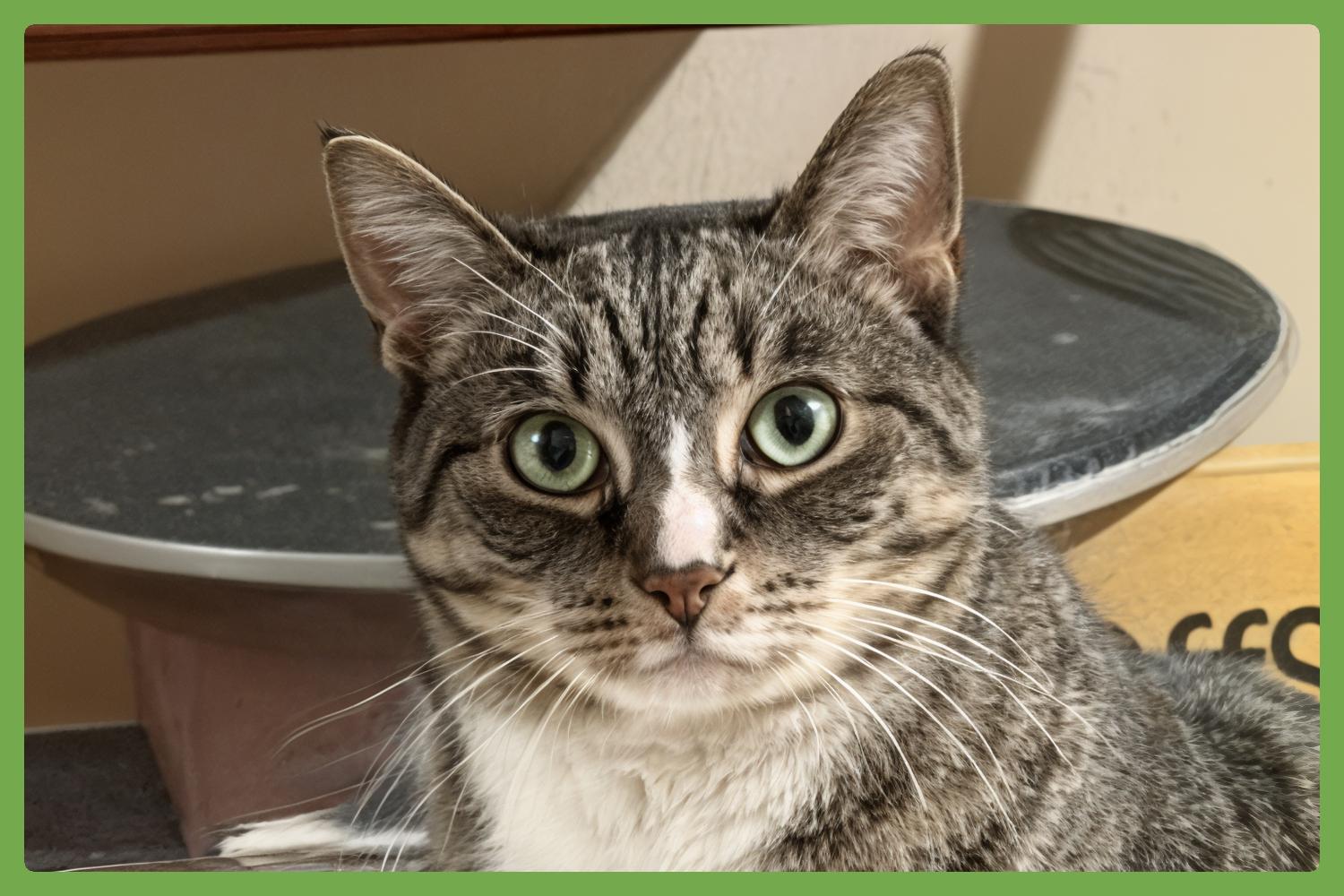 Kittycat, Adoptable, Adult Male Domestic Short Hair.