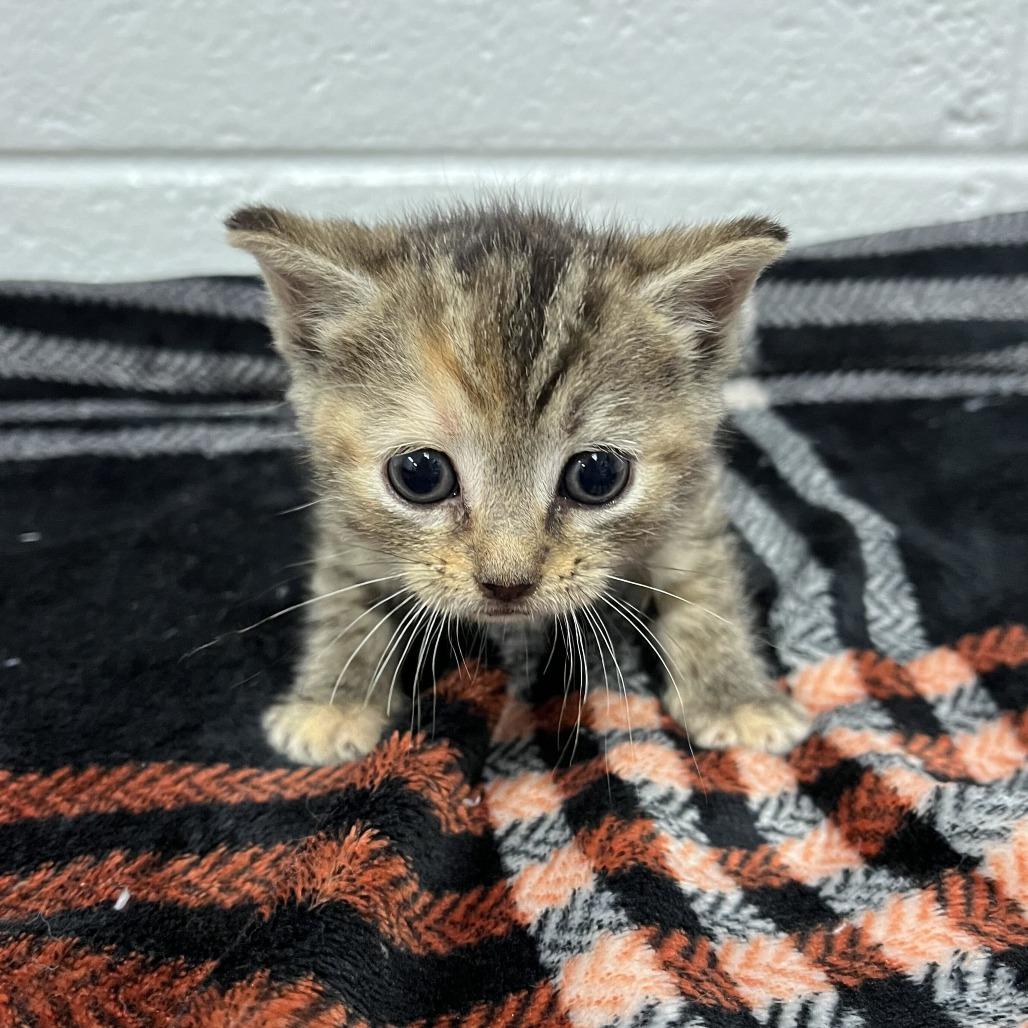 Enlarge Peaches, a Adopted Domestic Short Hair in Spruce Pine, NC image 1/1