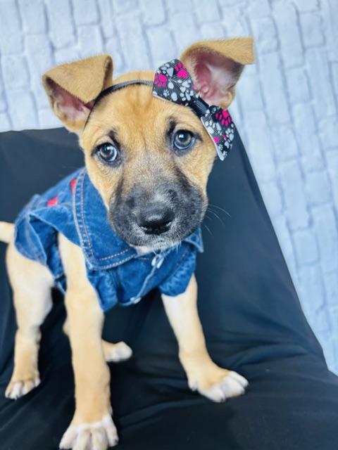 Biscuit — thumbnail 3