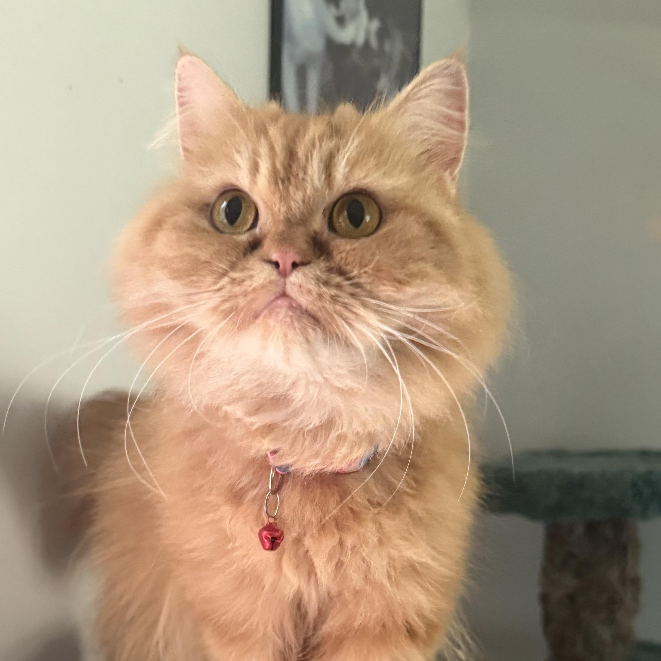 Adorable Judy- dog friendly, Adopted, Young Female Persian.