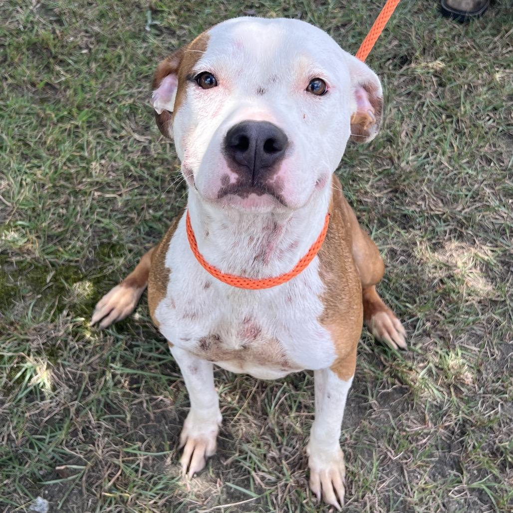 Tae, Adoptable, Adult Female Mixed Breed.