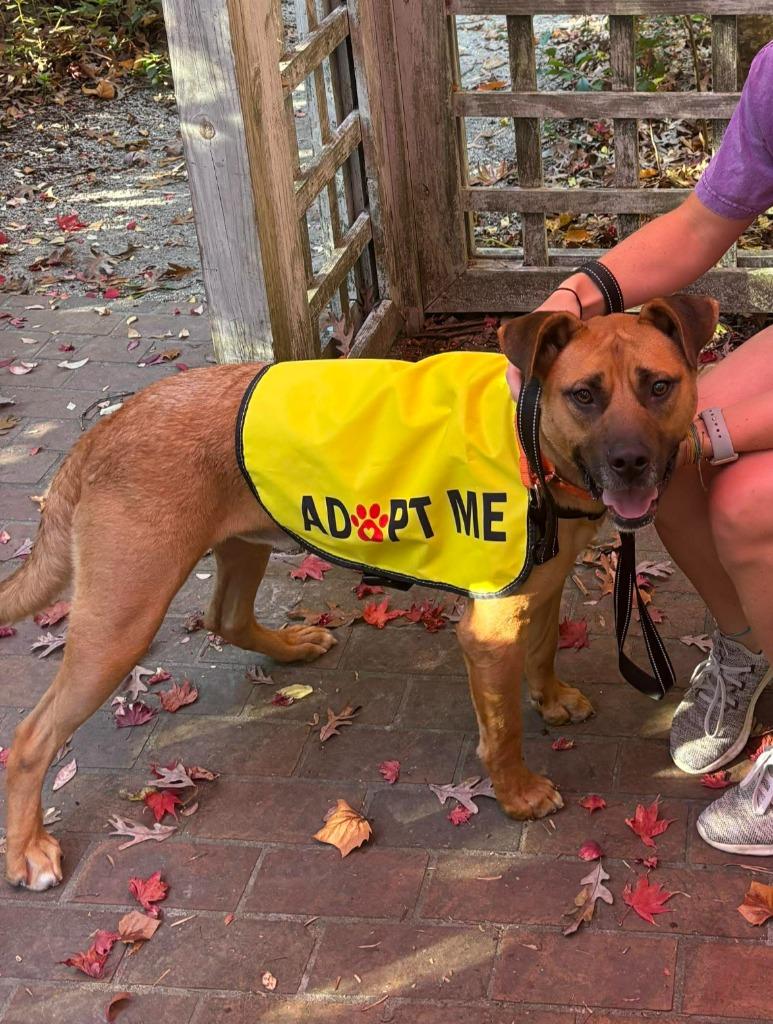 Hunk, Adoptable, Adult Male Shepherd.