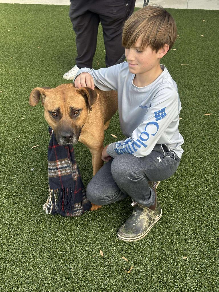 Hunk, a Adoptable Shepherd in Hartsville, SC image 2/6
