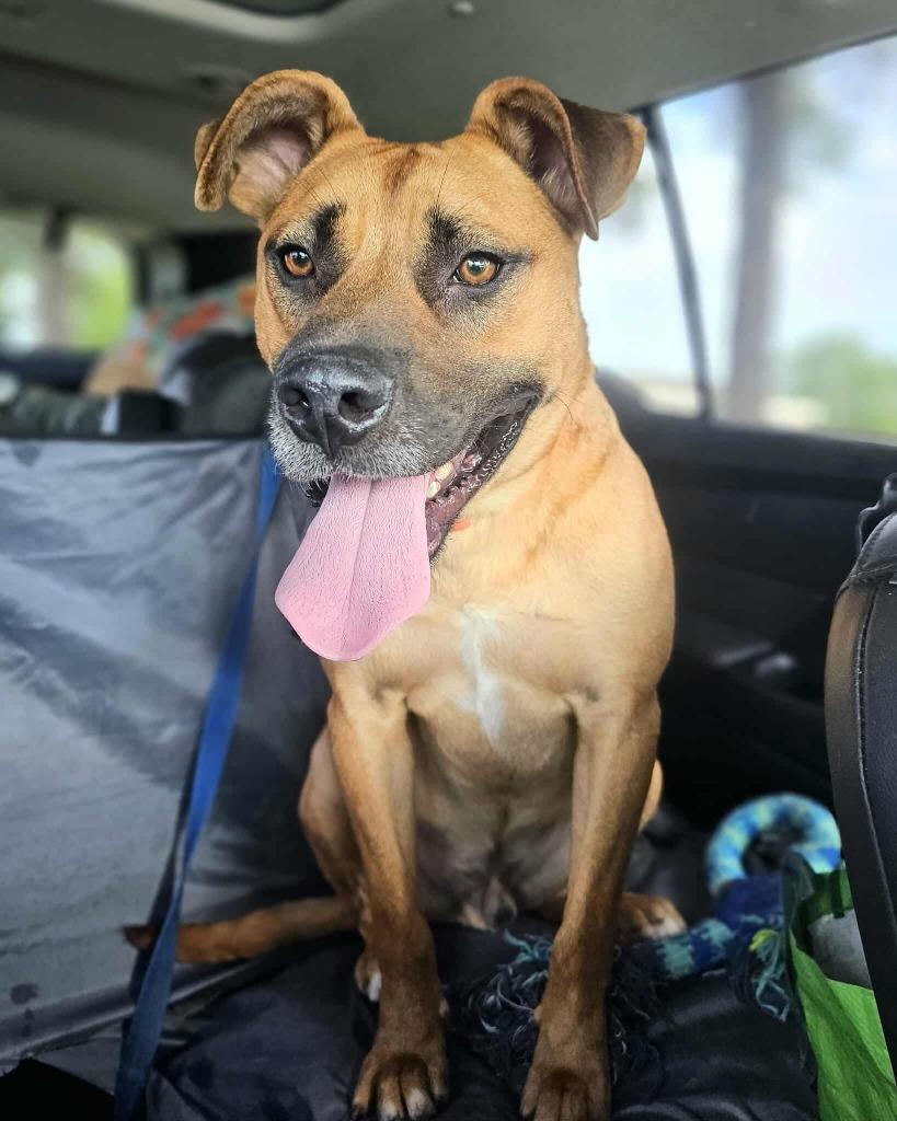 Hunk, a Adoptable Shepherd in Hartsville, SC image 3/6