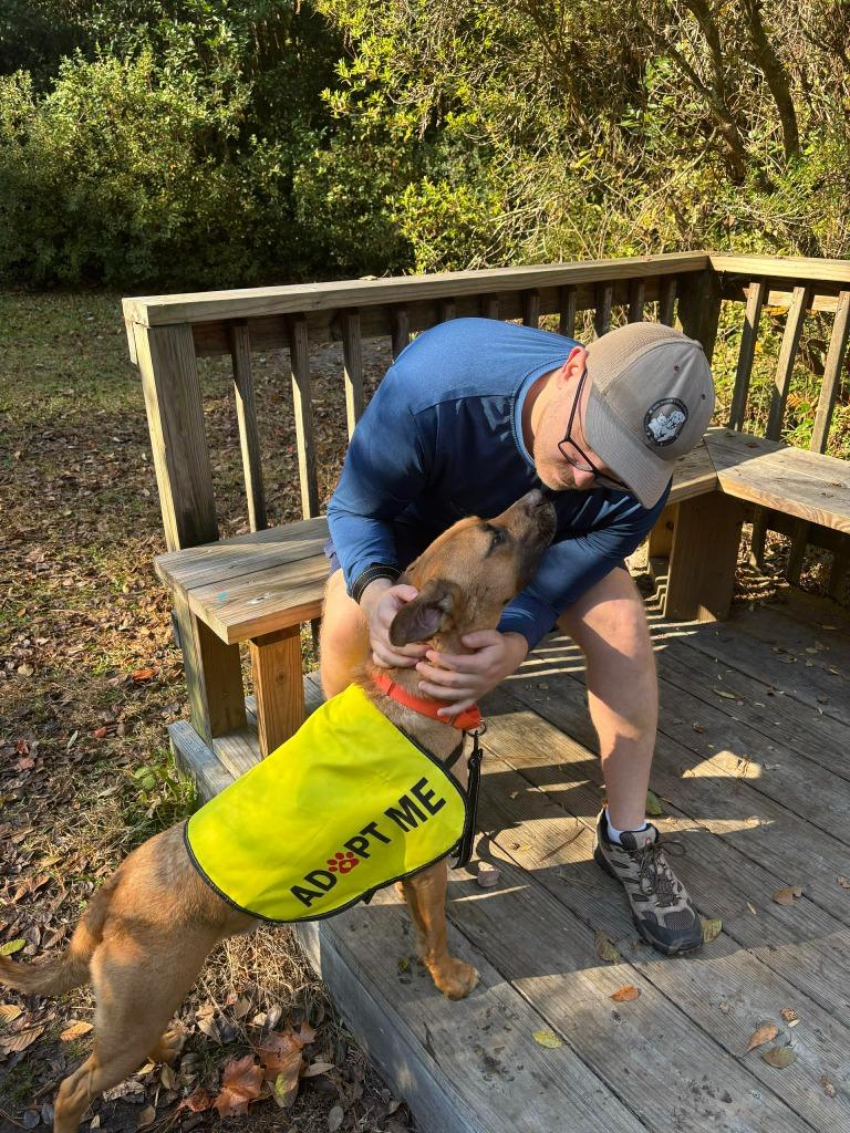 Hunk, a Adoptable Shepherd in Hartsville, SC image 4/6