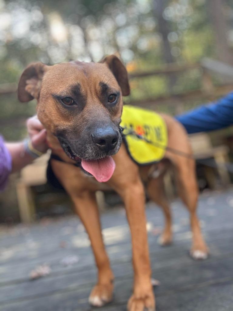 Hunk, a Adoptable Shepherd in Hartsville, SC image 5/6