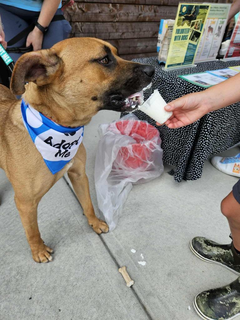 Hunk, a Adoptable Shepherd in Hartsville, SC image 6/6