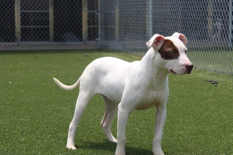 Enlarge Fergie, a Adoptable mixed breed in Jackson, TN image 1/6