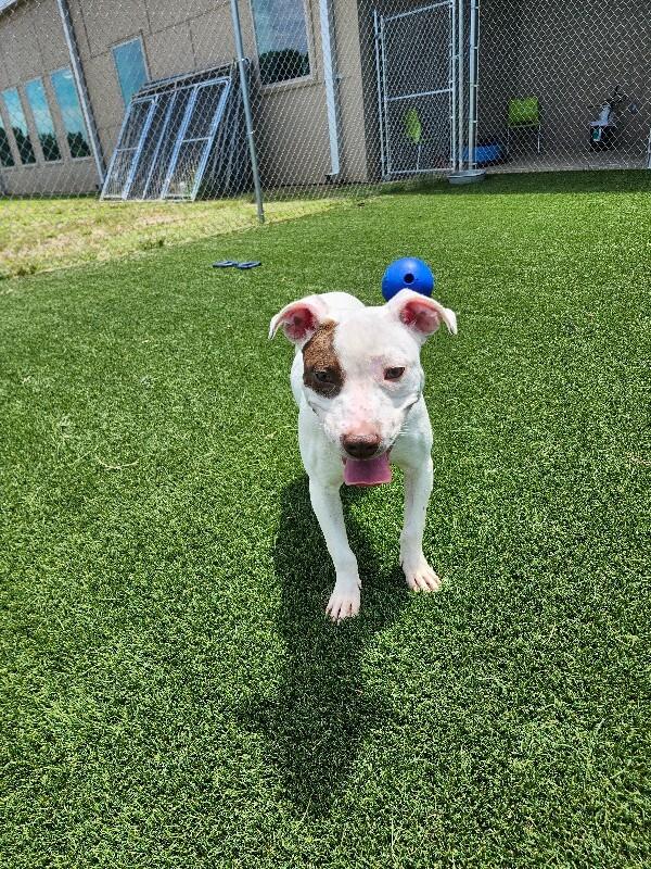 Enlarge Fergie, a Adoptable mixed breed in Jackson, TN image 2/6
