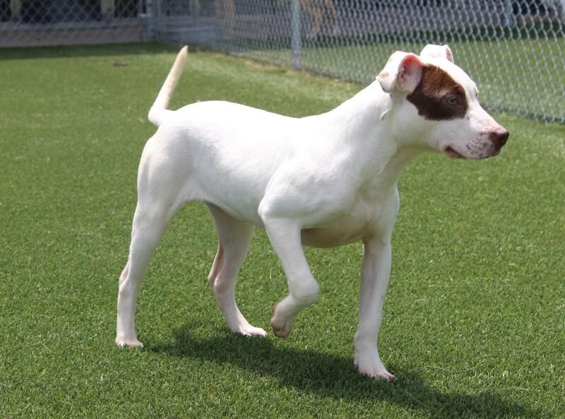 Enlarge Fergie, a Adoptable mixed breed in Jackson, TN image 3/6