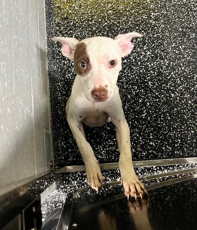 Enlarge Fergie, a Adoptable mixed breed in Jackson, TN image 4/6