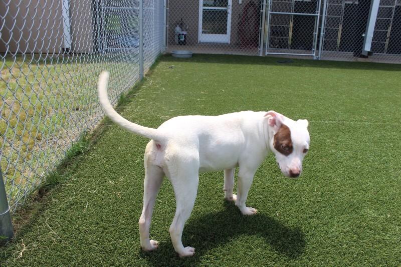 Enlarge Fergie, a Adoptable mixed breed in Jackson, TN image 5/6