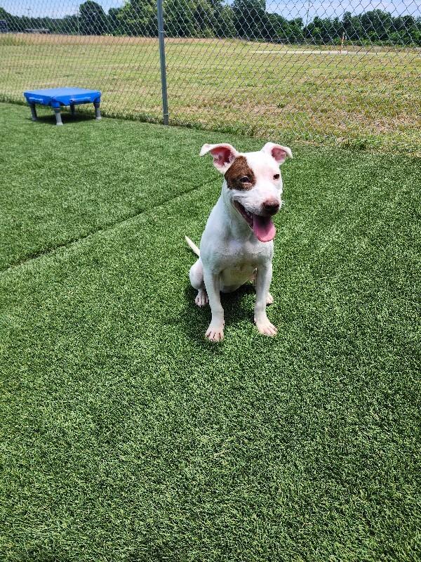 Enlarge Fergie, a Adoptable mixed breed in Jackson, TN image 6/6