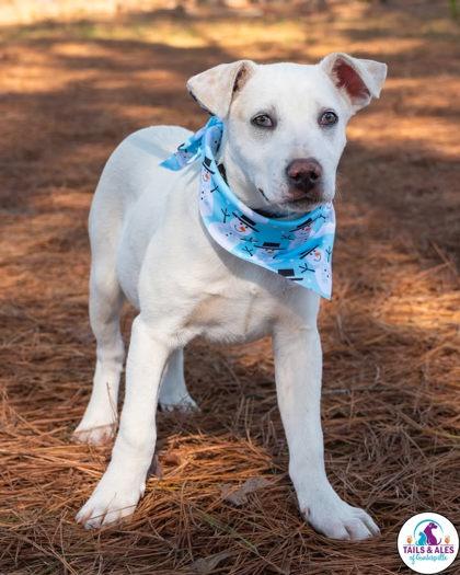 Harlow, Adoptable, Puppy Male Mixed Breed & Mixed Breed.