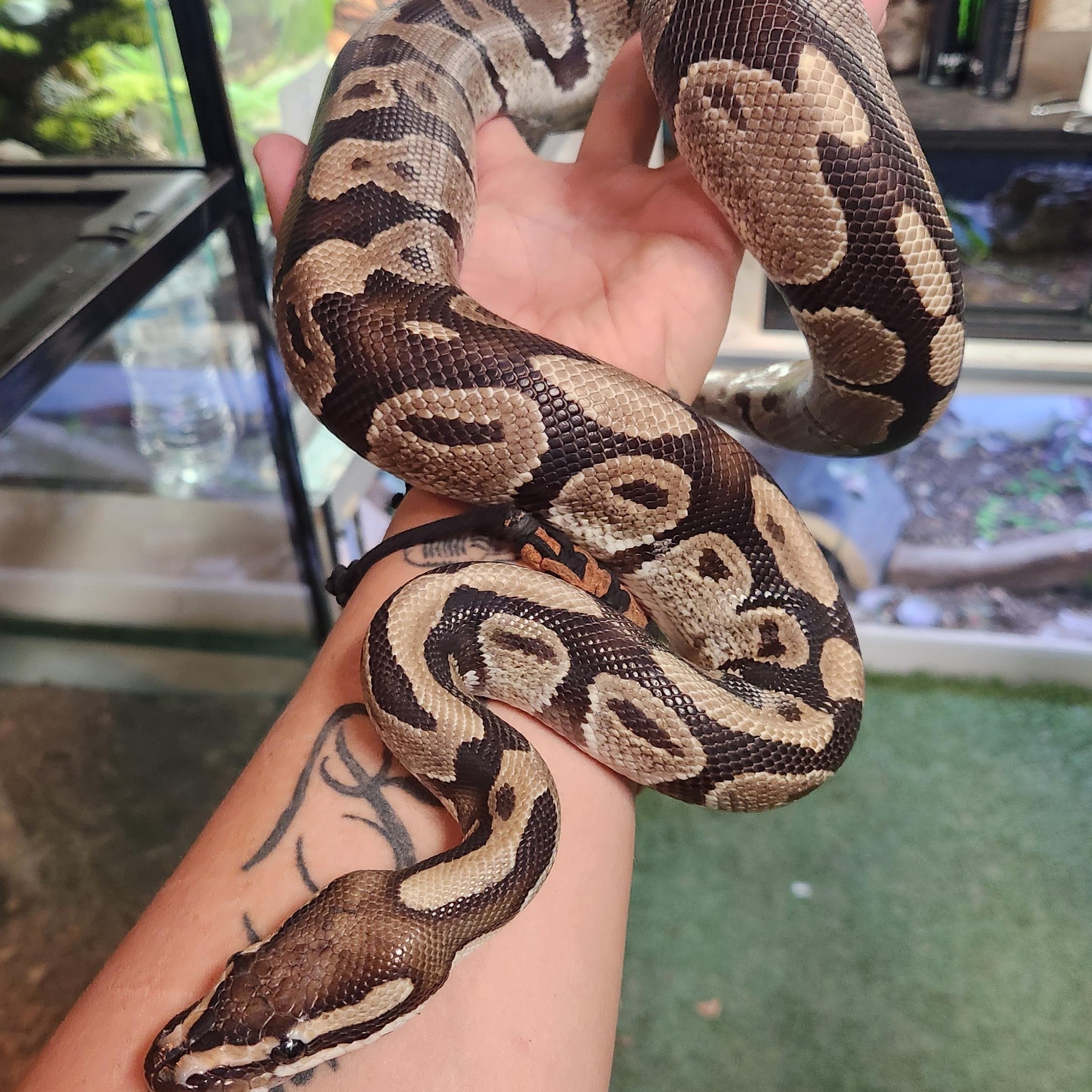 Honey Bun , an adopted Ball Python in Amarillo, TX image 1/4