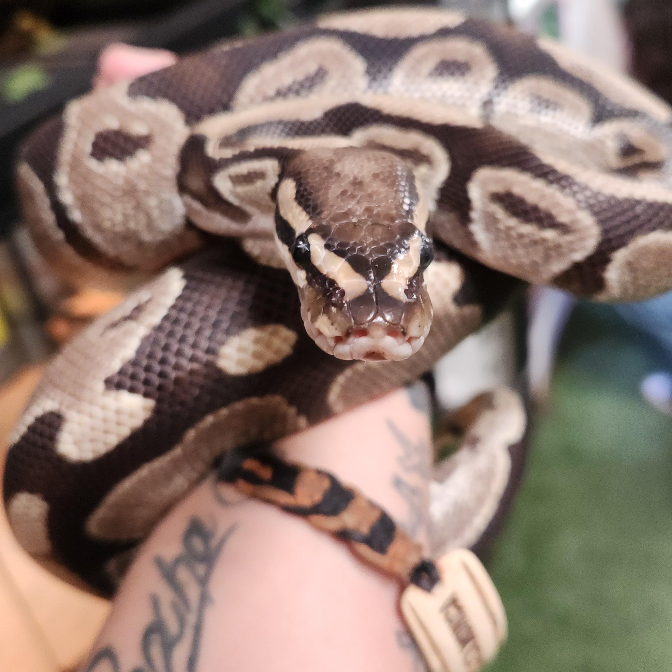 Honey Bun , an adopted Ball Python in Amarillo, TX image 4/4