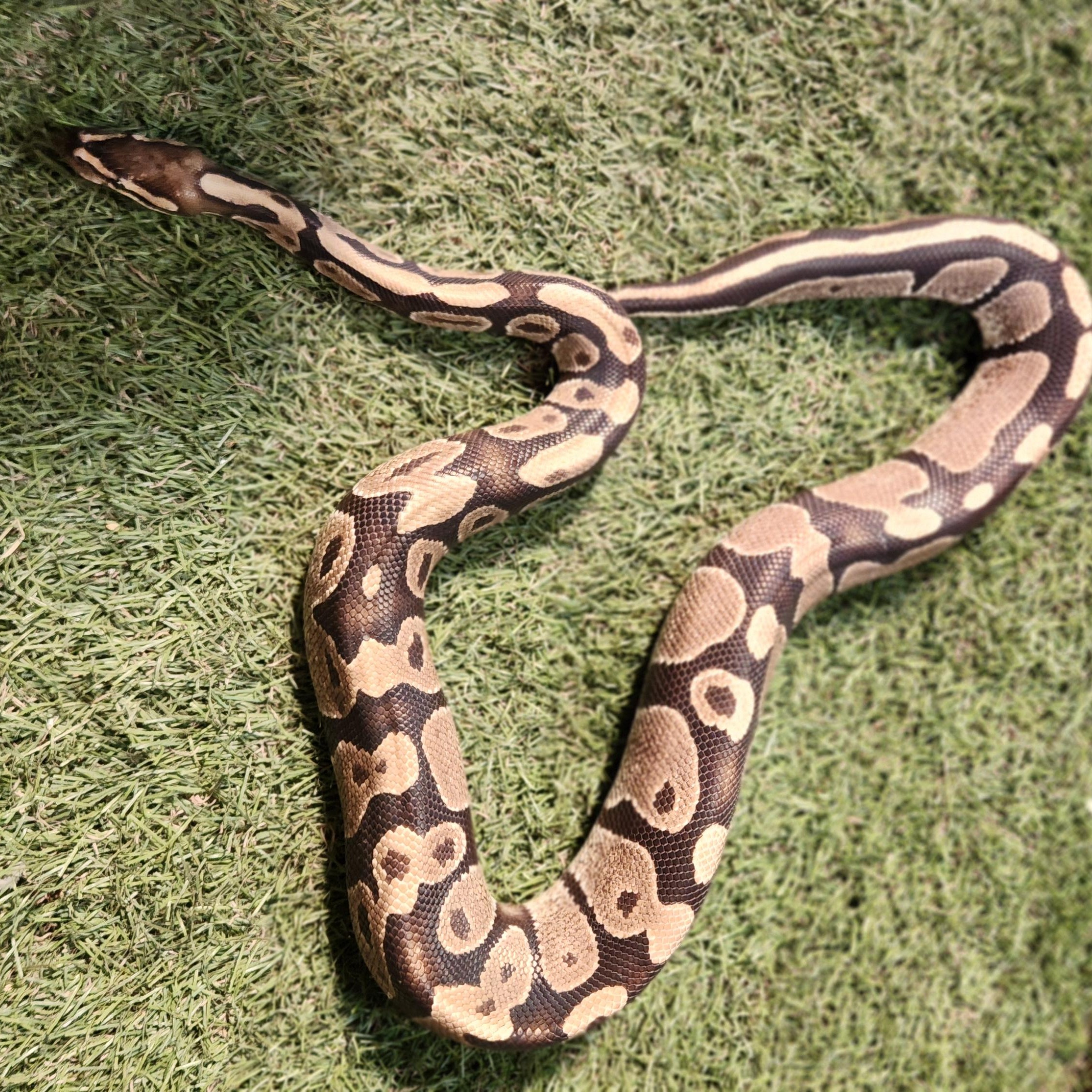 Honey Bun , an adopted Ball Python in Amarillo, TX image 3/4