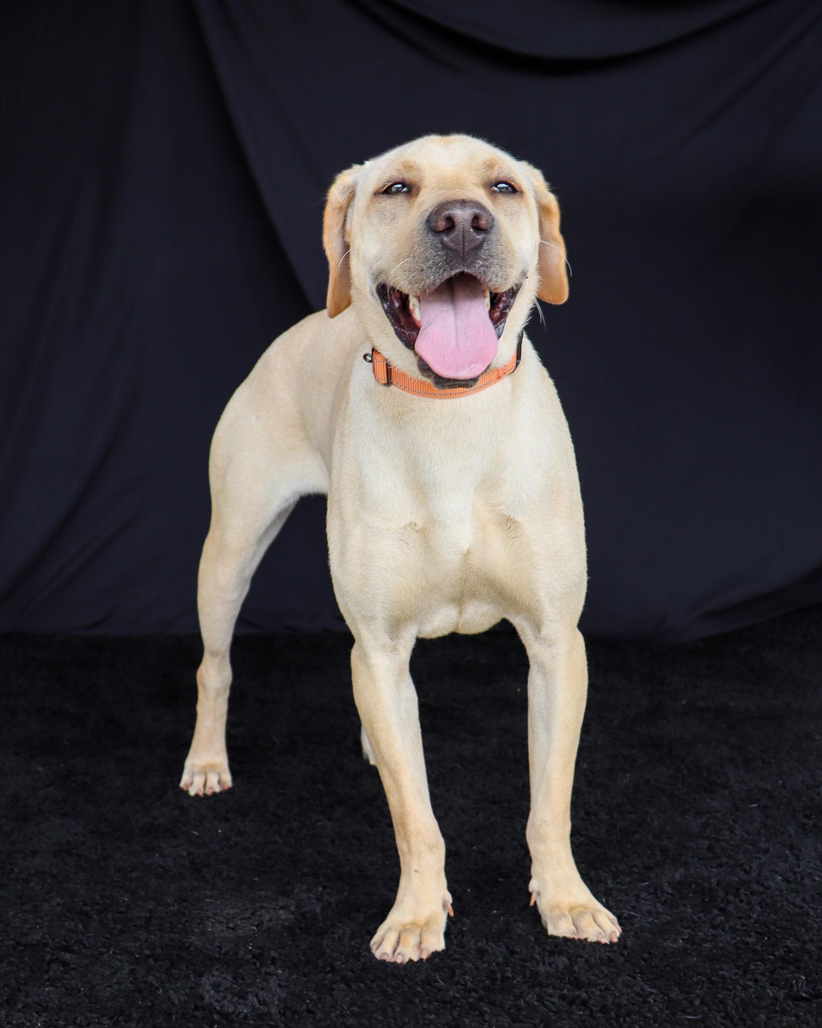 Honey, a ADOPTABLE Labrador Retriever in Southington, CT image 5/6