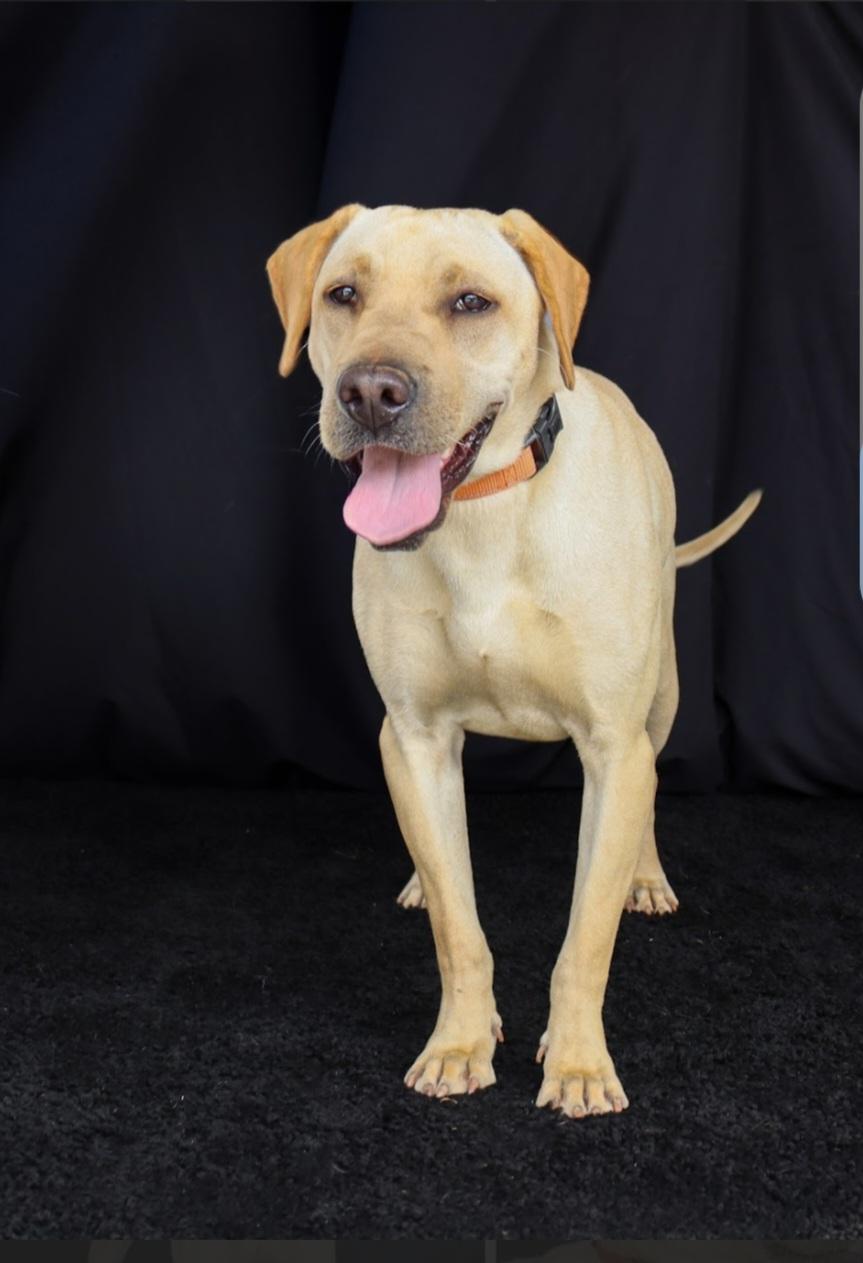 Honey, a ADOPTABLE Labrador Retriever in Southington, CT image 6/6