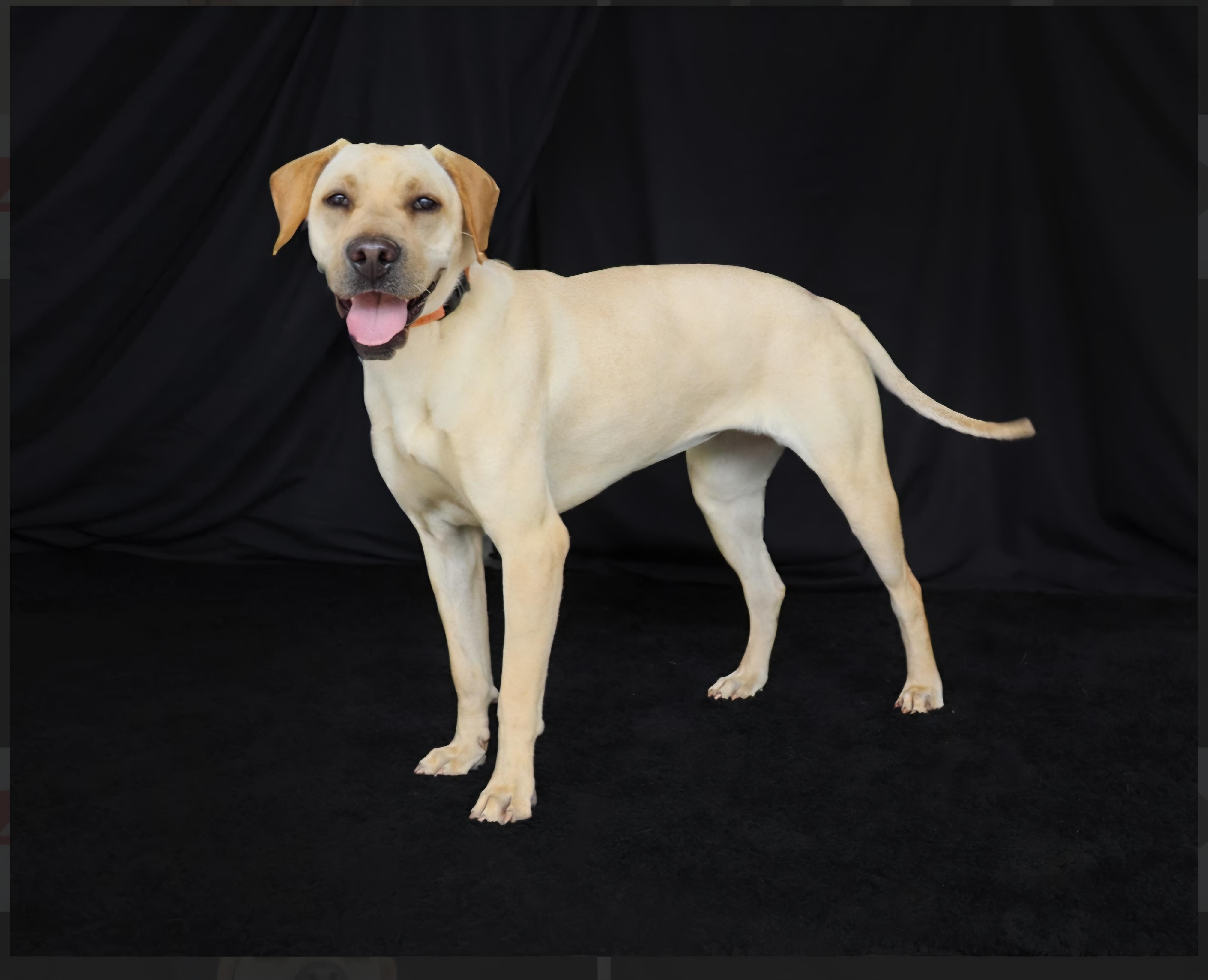 Honey, a ADOPTABLE Labrador Retriever in Southington, CT image 3/6