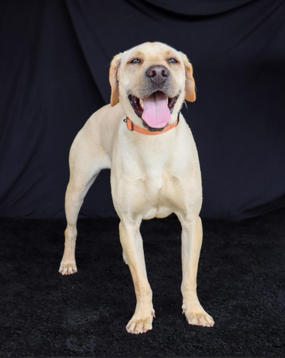Honey, a ADOPTABLE Labrador Retriever in Southington, CT image 4/6