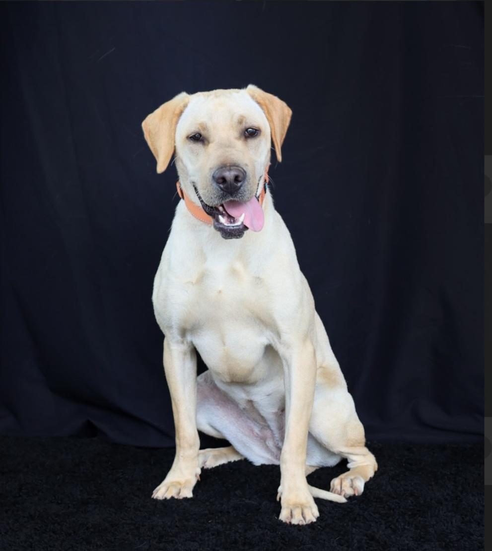 Honey, a ADOPTABLE Labrador Retriever in Southington, CT image 2/6