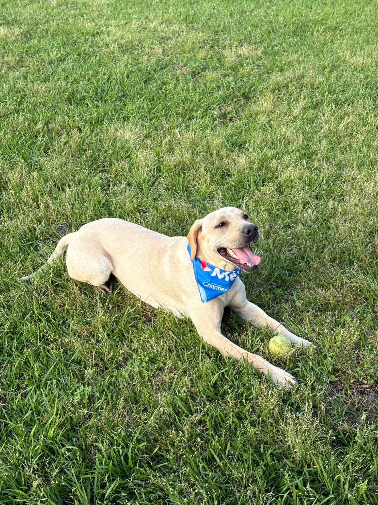 Honey, ADOPTABLE, Young Female Labrador Retriever.