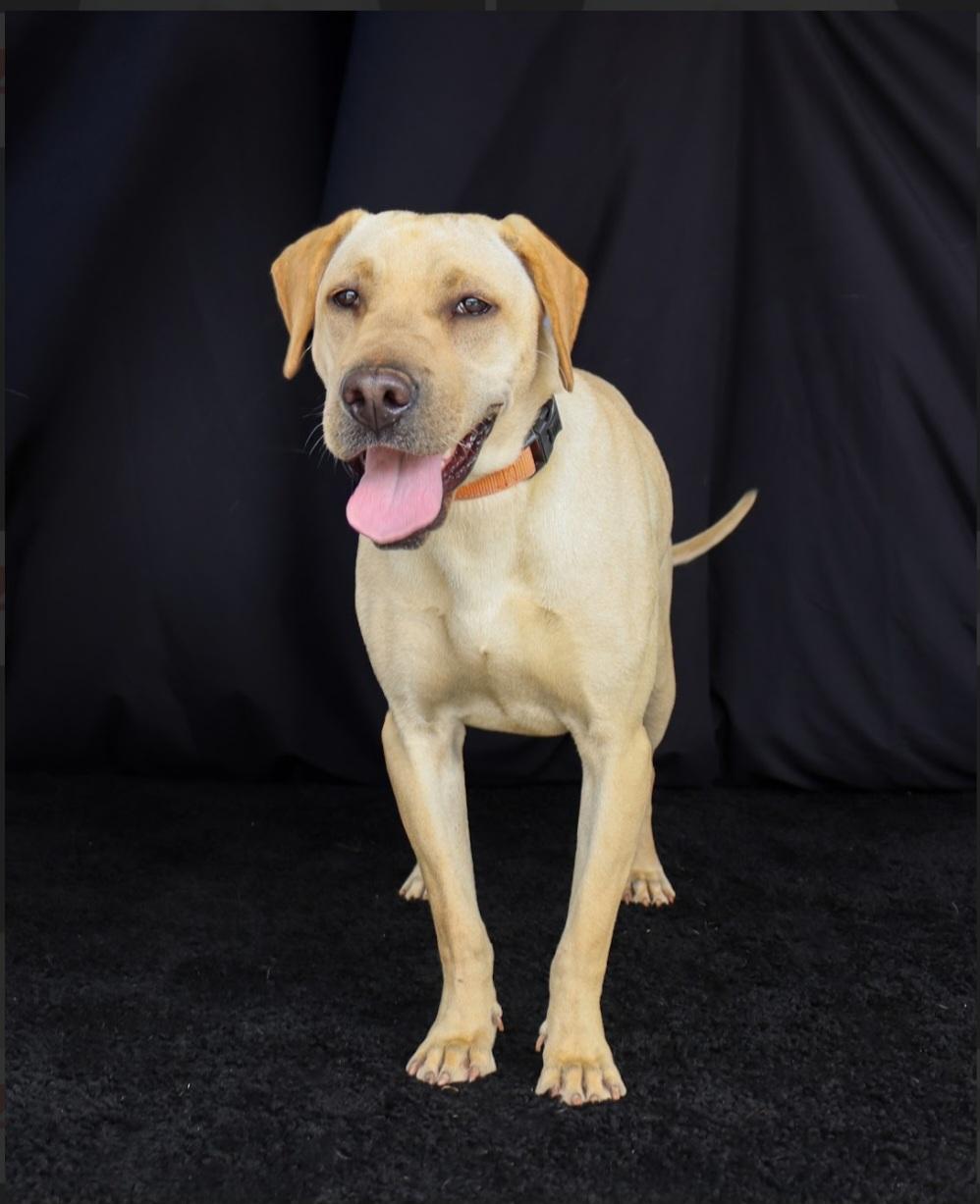 Honey, a ADOPTABLE Labrador Retriever in Southington, CT image 1/6