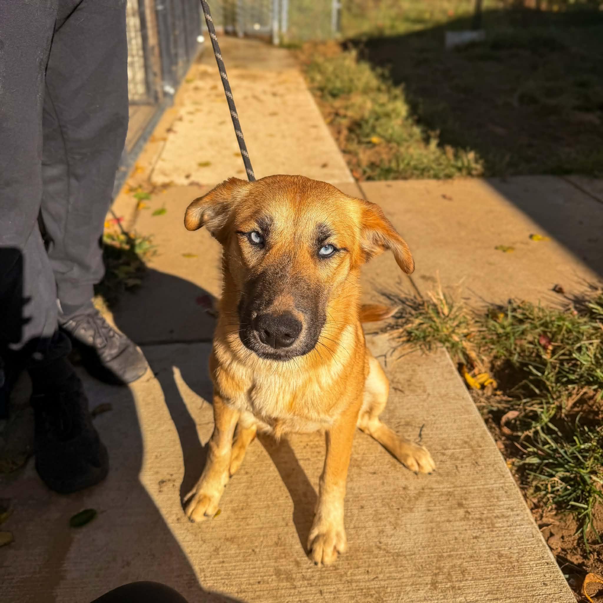 Enlarge Delaware, a Adoptable mixed breed in Monticello, IN image 2/2