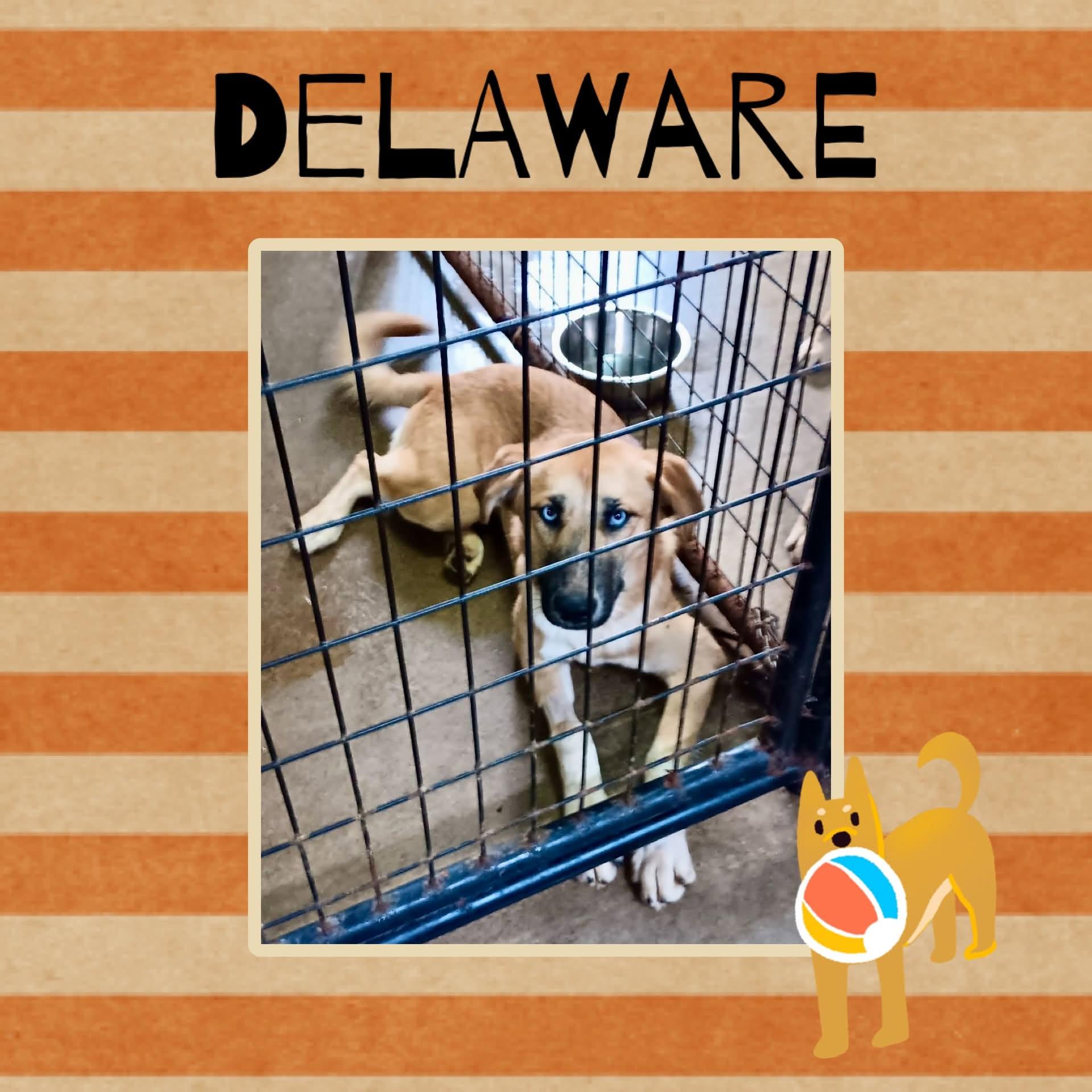 Enlarge Delaware, a Adoptable mixed breed in Monticello, IN image 1/2