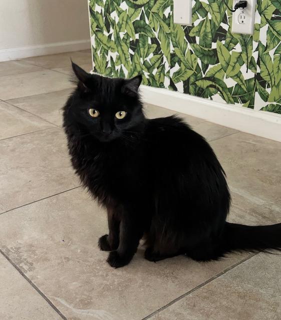Mazikeen, ADOPTABLE, Adult Male Domestic Long Hair.