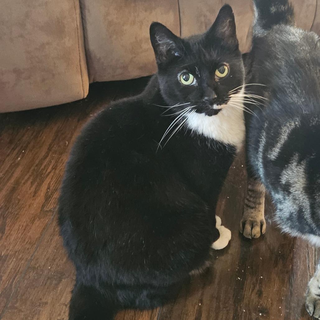 Sweetie, Adoptable, Adult Female Domestic Short Hair.