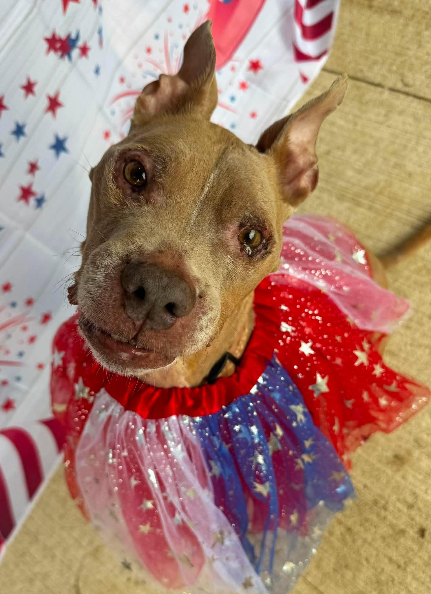 Baby Girl, a Adoptable Pit Bull Terrier in Germantown, OH image 1/3