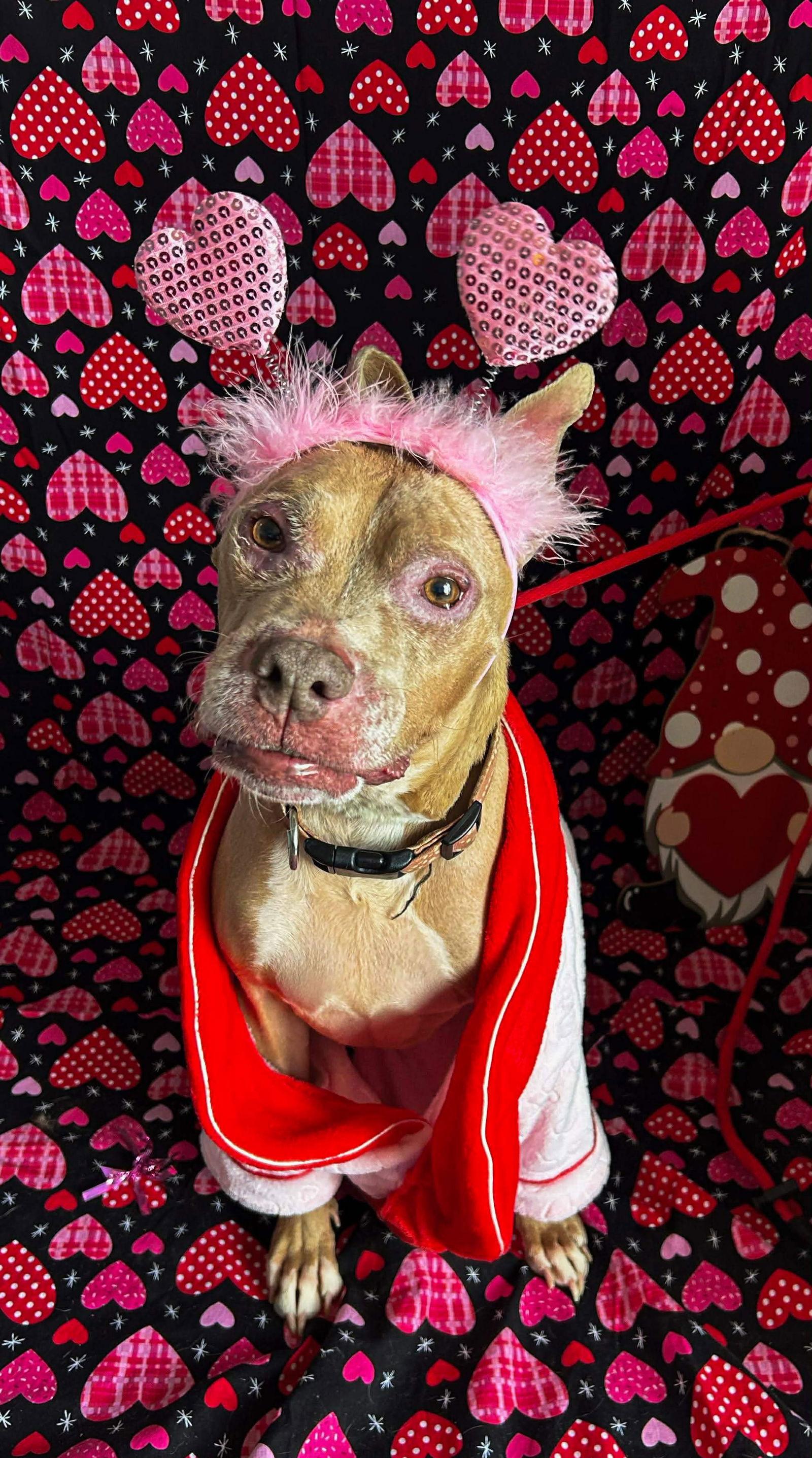 Enlarge Baby Girl, a Adoptable Pit Bull Terrier in Germantown, OH image 1/3