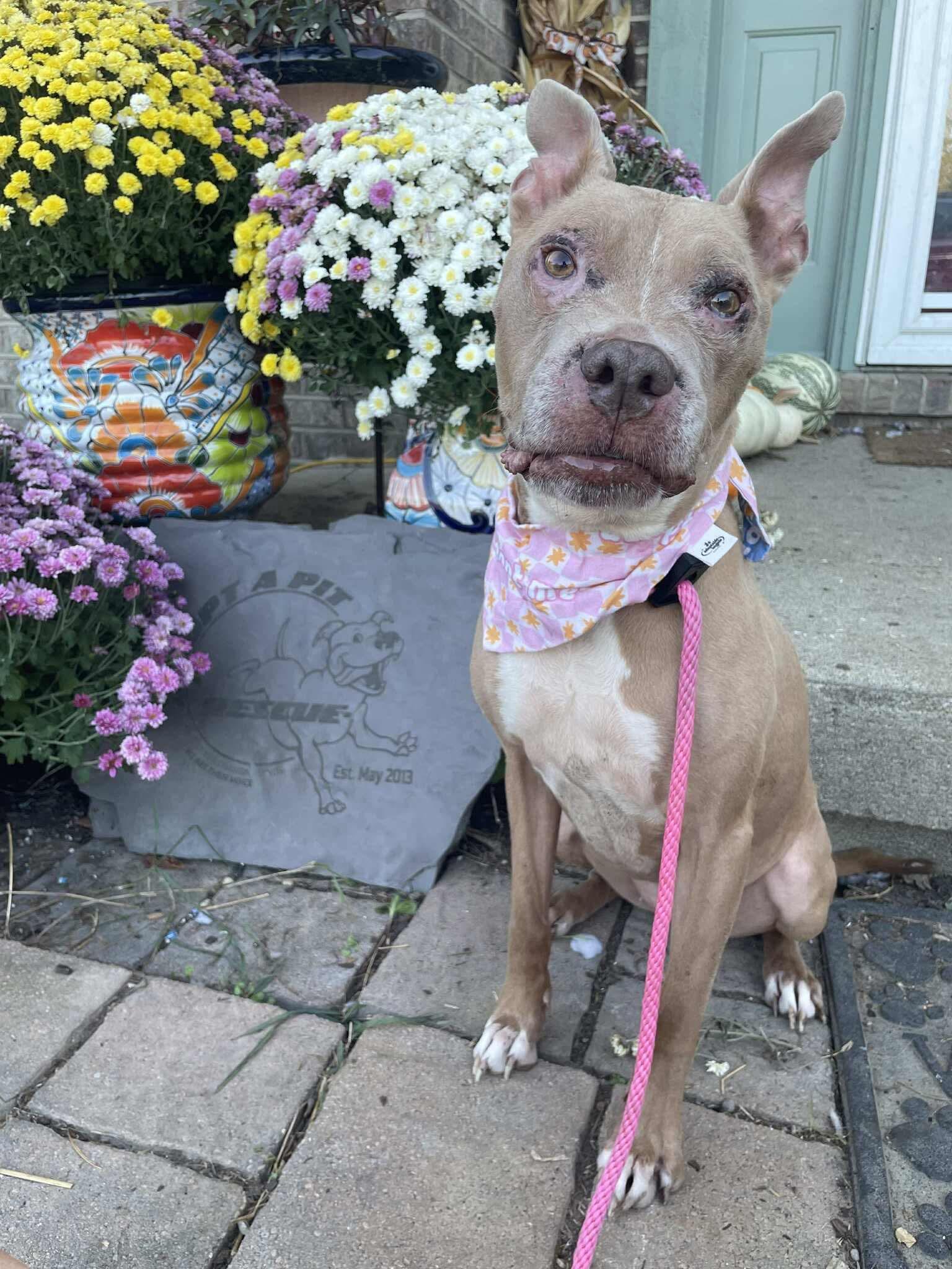 Baby Girl, Adoptable, Senior Female Pit Bull Terrier.