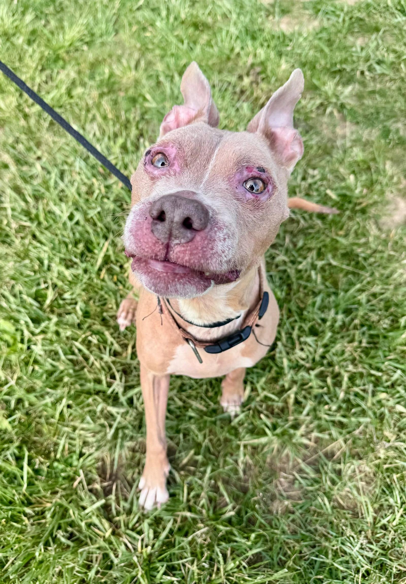 Baby Girl, Adoptable, Senior Female Pit Bull Terrier.