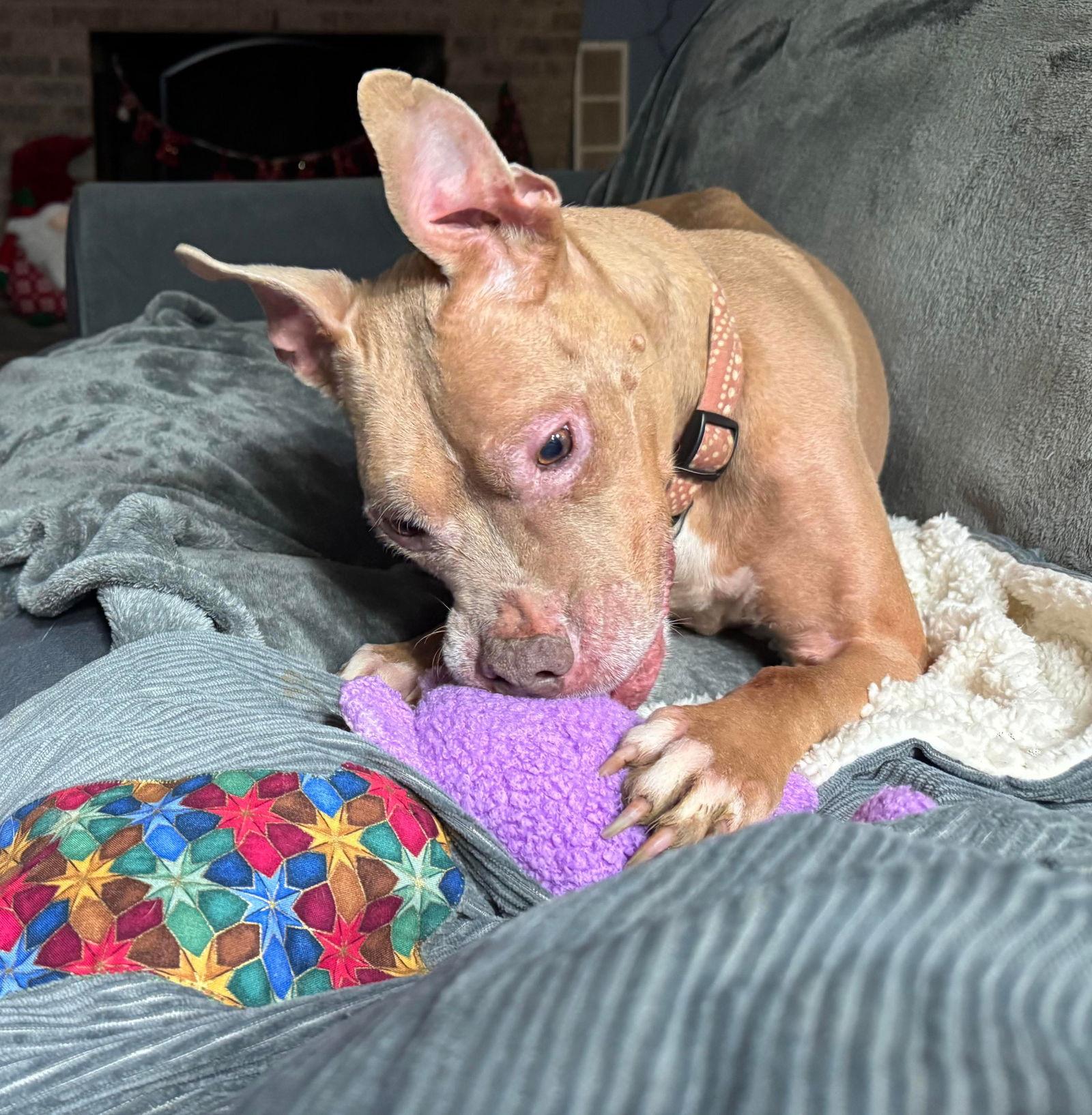 Enlarge Baby Girl, a Adoptable Pit Bull Terrier in Germantown, OH image 2/3