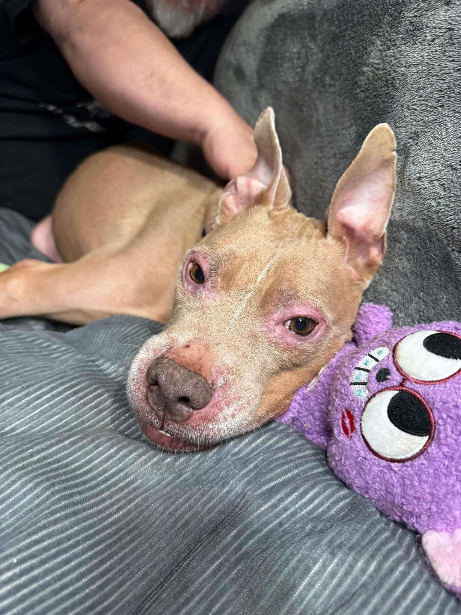 Enlarge Baby Girl, a Adoptable Pit Bull Terrier in Germantown, OH image 3/3