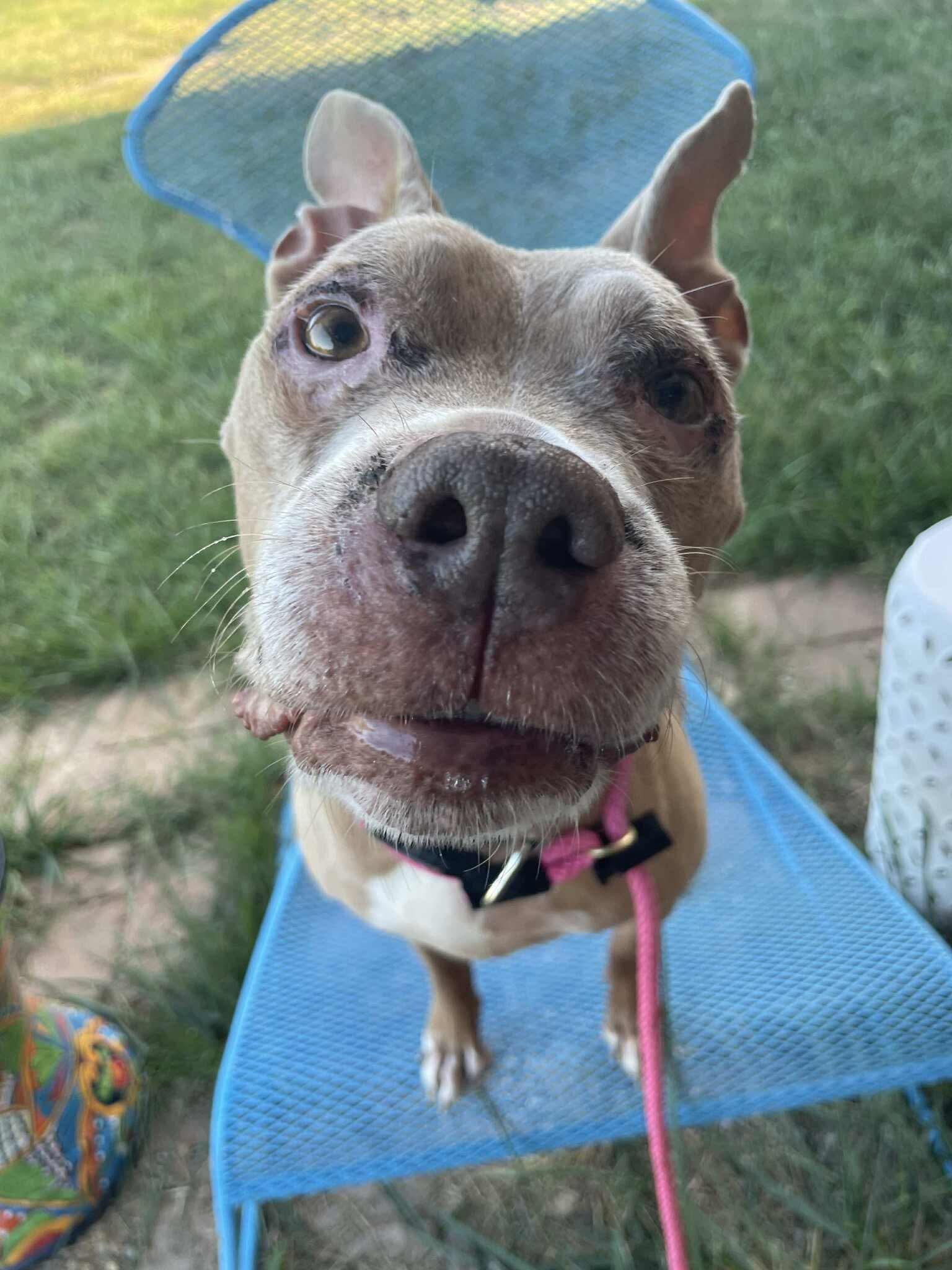 Baby Girl, a Adoptable Pit Bull Terrier in Germantown, OH image 2/3