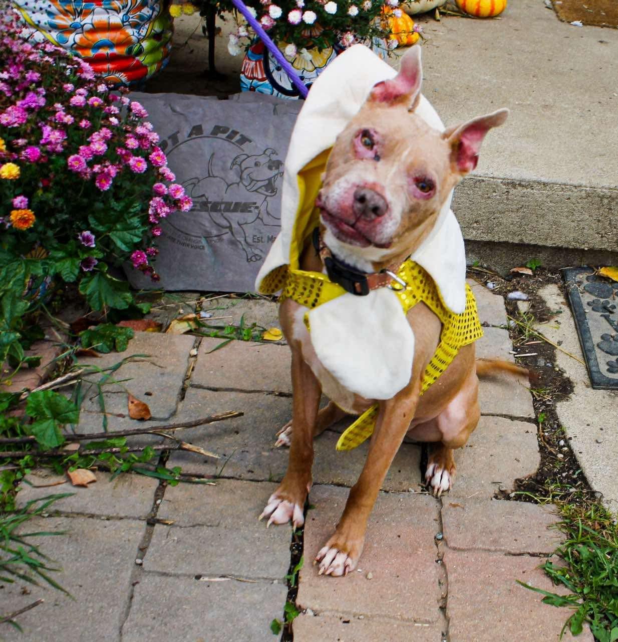Baby Girl, a Adoptable Pit Bull Terrier in Germantown, OH image 3/3