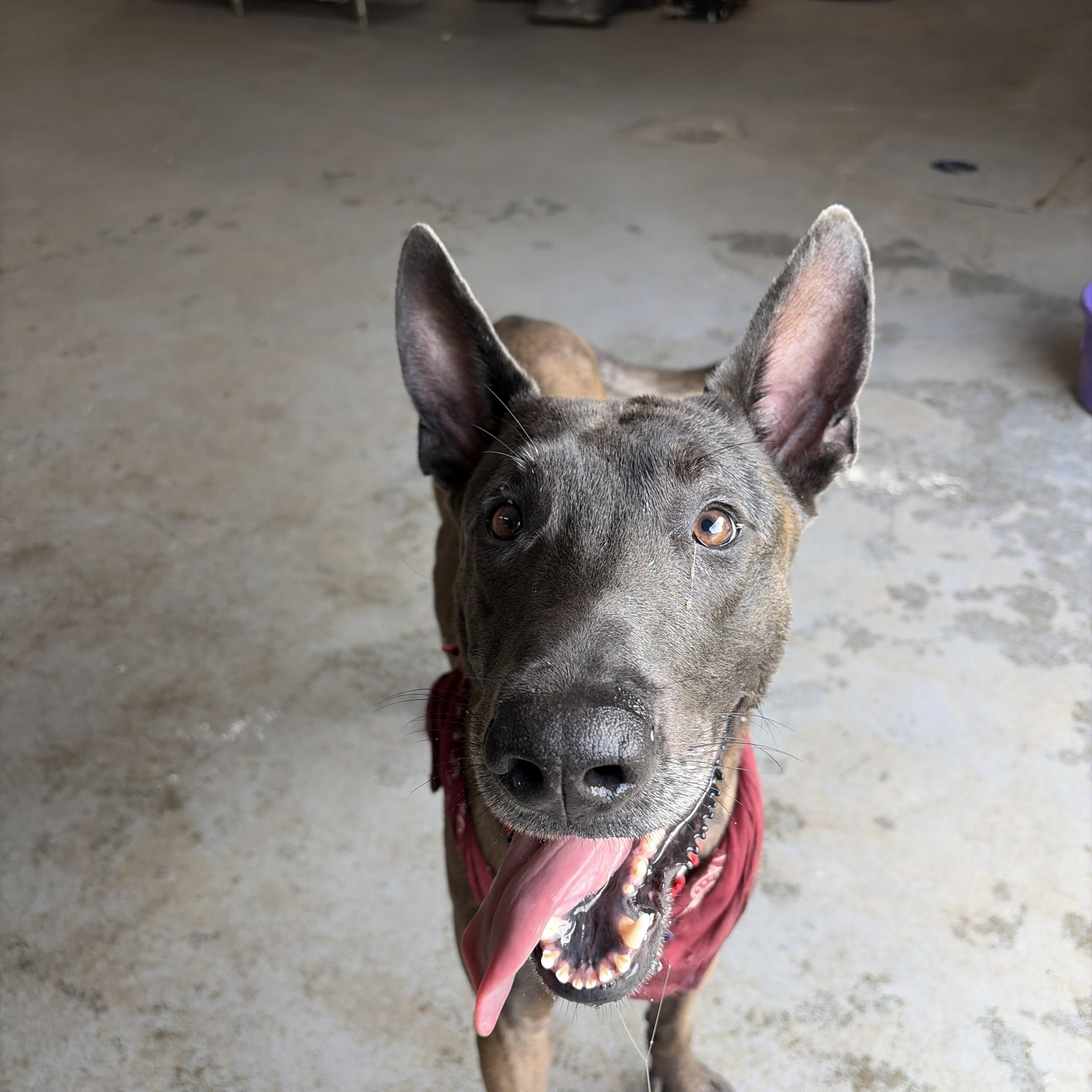 Enlarge Johnny, a Adoptable Belgian Shepherd / Malinois in Cranston, RI image 1/1