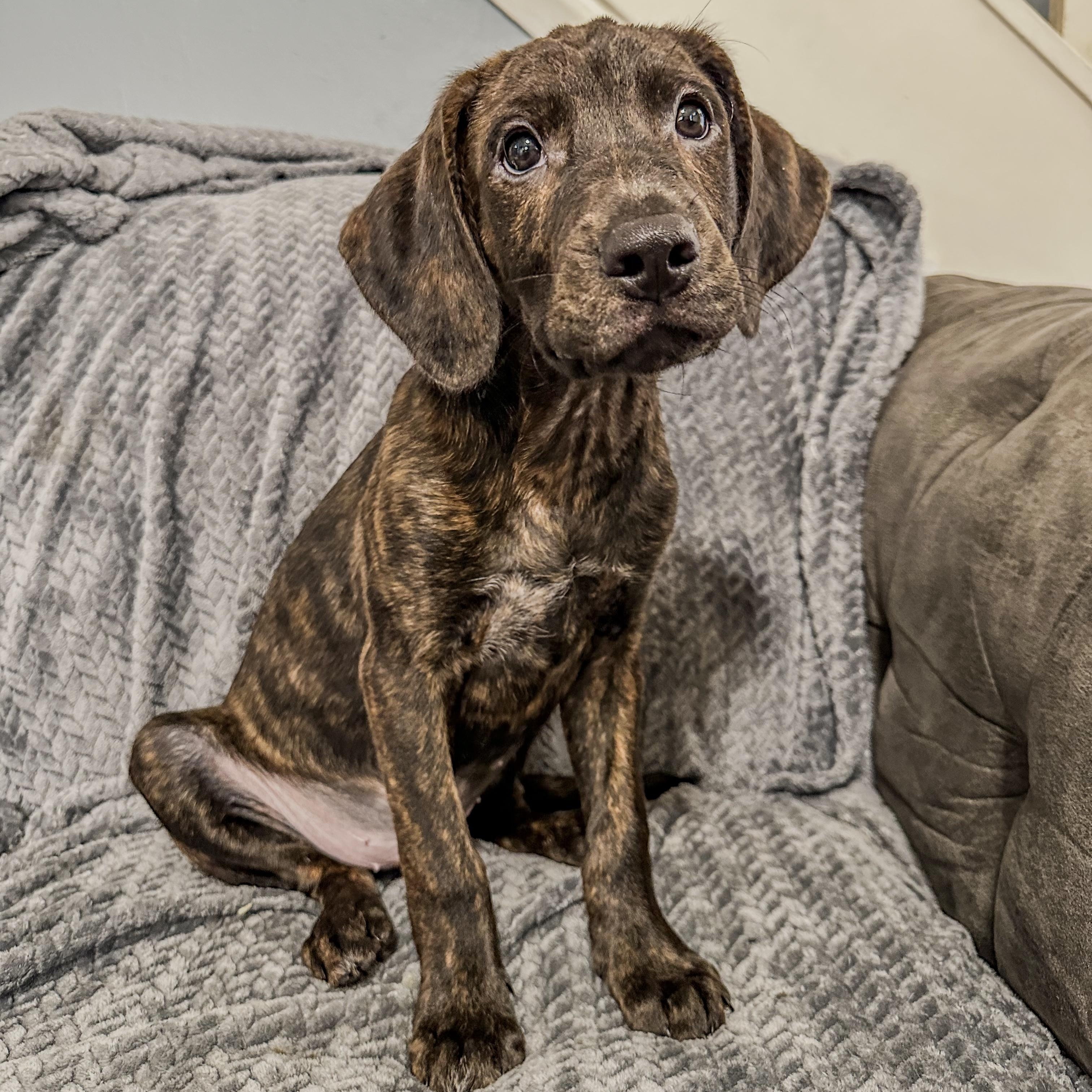 Duke , ADOPTABLE, Puppy Male Plott Hound & Bloodhound.